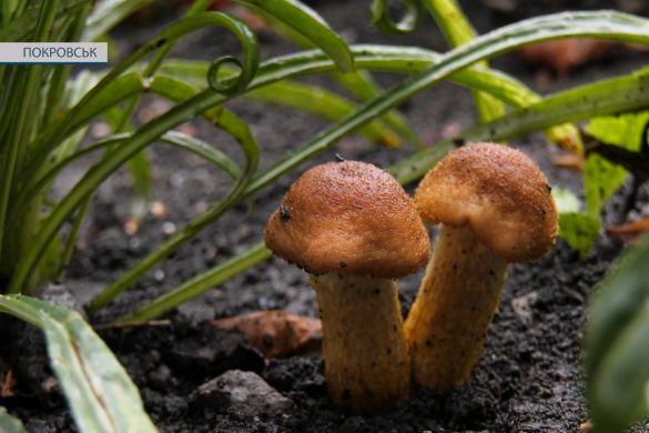 Грибний сезон у розпалі. Але поціновувачів «тихого полювання» попереджають про небезпеку