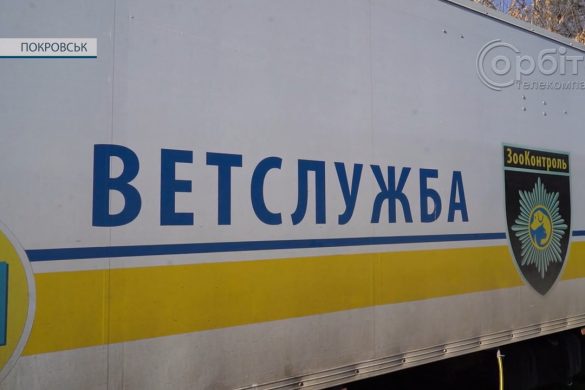 Стерилізація та вакцинація собак. До Покровська приїхала ветеринарна служба «ЗооКонтроль»