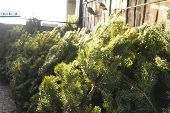 Із Харківщини та Закарпаття. У Покровську запрацювали ялинкові базари