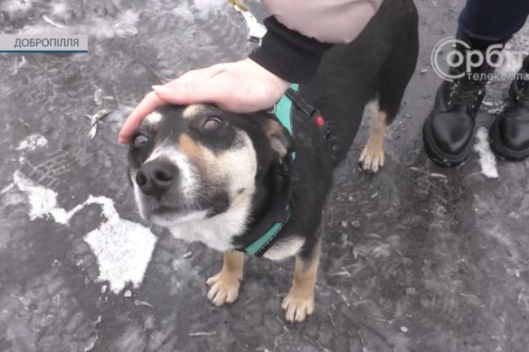 Нагодувати, вилікувати, стерилізувати – місія волонтерів добропільської «Вірності»