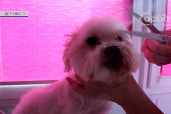 Від зручних стрижок до модних трендів зі стразами. У Добропіллі працює грумерка