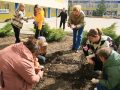 У покровській ЗОШ №9 висадили первоцвіти, що приїхали з закордону