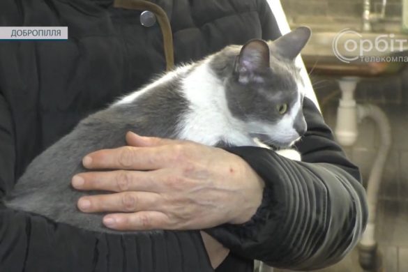 У Добропільській громаді діє програма зі стерилізації безпритульних тварин