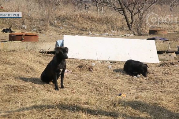 Керівництво Мирнограда шукає організацію, яка зможе провести стерилізацію тварин