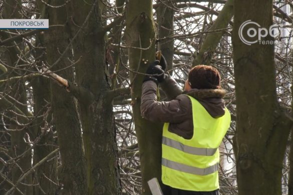 У центральній частині Покровська омолоджують дерева