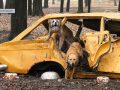 Прив’язані до старого автомобіля. У парку «Ювілейний» виявили двох собак