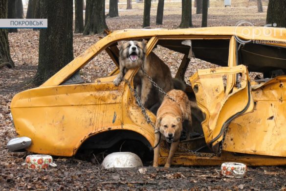 Прив’язані до старого автомобіля. У парку «Ювілейний» виявили двох собак