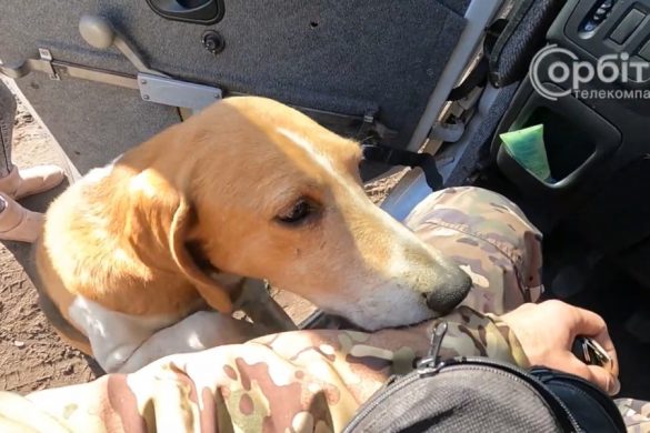 І у хвостиків є свої янголи. З гарячих точок Донеччини евакуюють чотирилапих