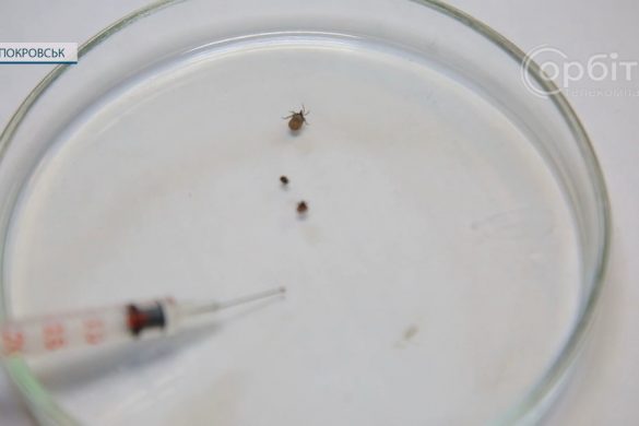 Сезон кліщів відкрито. Як убезпечити домашніх тварин, аби уникнути укусів комах