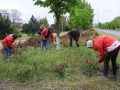 Місто красивих квітів і вдячних мешканців. У Мирнограді приводять до ладу клумби