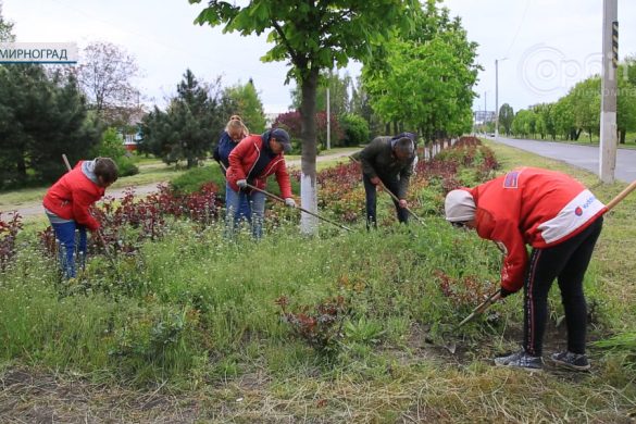 Місто красивих квітів і вдячних мешканців. У Мирнограді приводять до ладу клумби