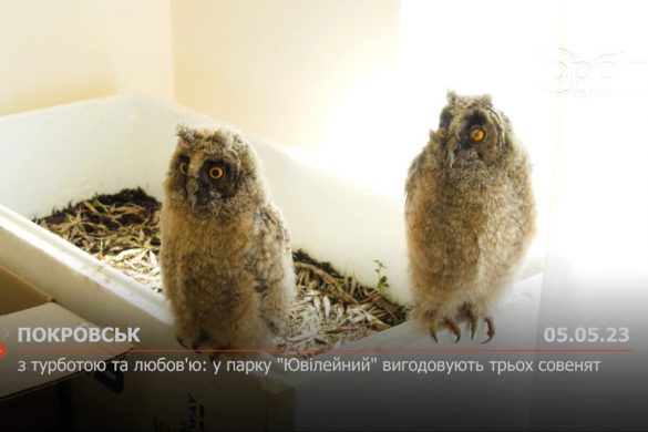 З турботою та любов'ю: у парку "Ювілейний" вигодовують трьох совенят