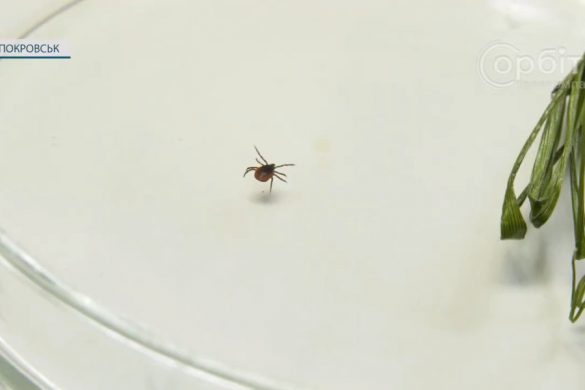 Майже 50 звернень: медики фіксують випадки укусів покровчан кліщами