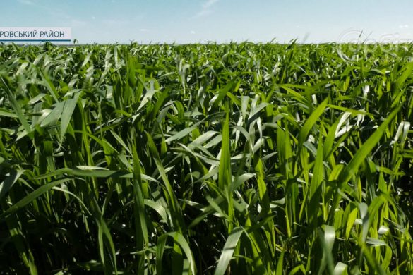 Аграрії Покровського району оцінюють стан озимини та готуються до весняної посівної