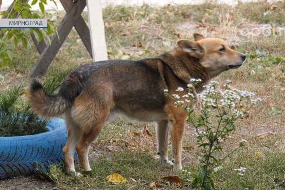 У Мирнограді планують заходи зі зменшення кількості бродячих тварин