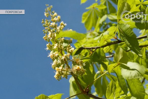 Символ остаточної перемоги тепла над холодом. У Покровську розквітли каштани