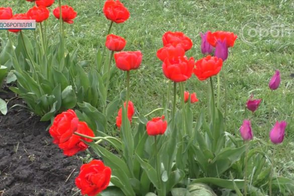 Любов до рідного міста починається з висадженої квітки: місяць довкілля у Добропіллі