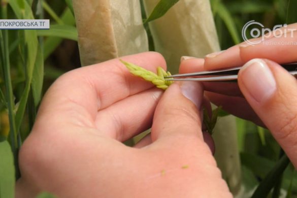 Сільськогосподарська дослідна станція почала виведення нових сортів ярого ячменю