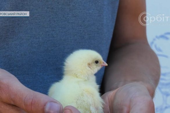 Допомога для селян Покровського району: по 30 курчат та стартовий корм