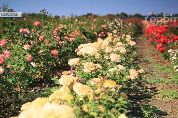 У розпліднику покровчанина Віктора Масюка кипить сезонна робота