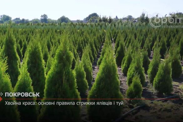 Хвойна краса: основні правила стрижки ялівців і туй