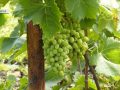 Грибкові захворювання – біда для винограду. Діяти треба негайно та комплексно!