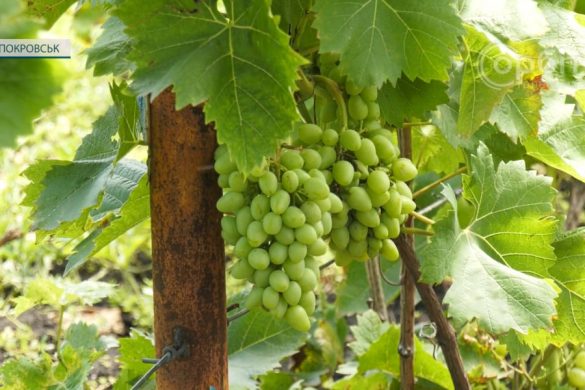 Грибкові захворювання – біда для винограду. Діяти треба негайно та комплексно!