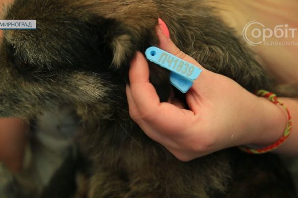 Мирноградська МВА оплатила стерилізацію безхатніх тварин