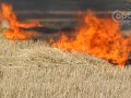 Спалена стерня – збиток природі! Рятувальники закликають до сумління громадян