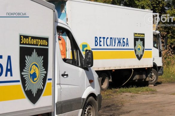 Стерилізація та вакцинація. У Покровську працюють фахівці «ЗооКонтролю»