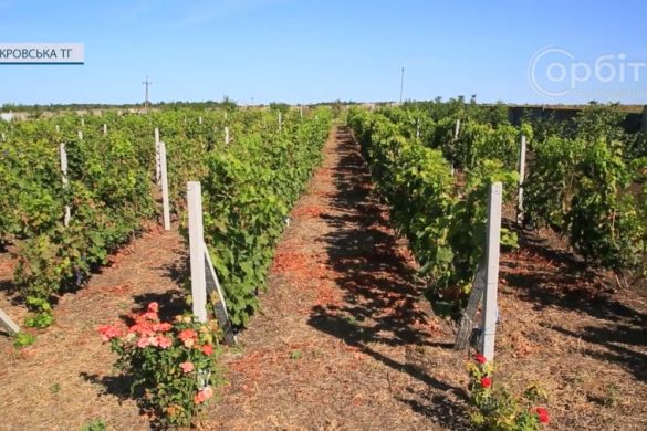 Осінні турботи у винограднику: Олександр Кеба поділився досвідом та планами