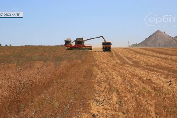 В агрофірмі «Лисівська» збирають достиглий олійний льон