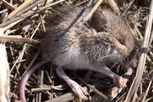 Навала мишей та щурів на Донеччині: гризуни хазяйнують на передовій та у господарствах