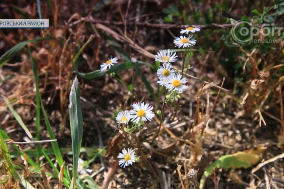Відновити справжній український степ. Як триває експеримент Олексія Бурковського?