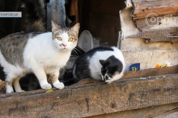 Беремо додому безпритульну тваринку. На що слід звернути увагу?