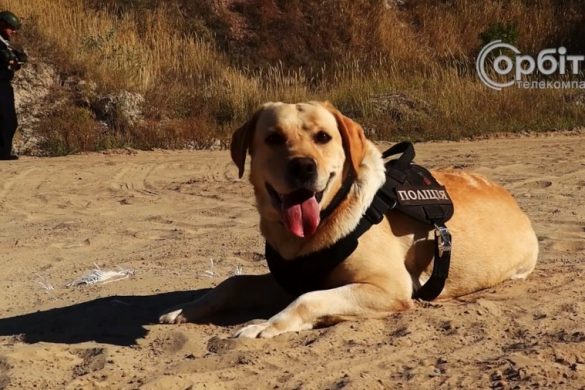 Працюють, не реагуючи на постріли і вибухи. У поліції Донеччини служать 16 собак