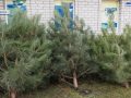 У Покровську уже з'явились в продажу живі сосни до новорічних свят