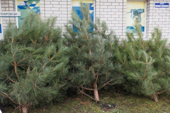 У Покровську уже з'явились в продажу живі сосни до новорічних свят