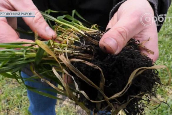 Аномальне тепло у січні. Як себе почувають озимі посіви зернових