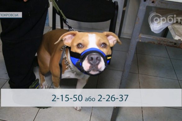 Небезпека сказу: частини Покровська, Мирноградської та Гродівської громад – у карантинній зоні