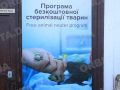 У Мирнограді триває безкоштовна стерилізація безхатніх тварин