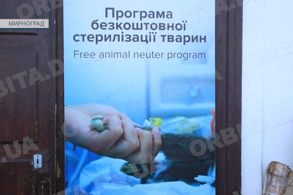 У Мирнограді триває безкоштовна стерилізація безхатніх тварин