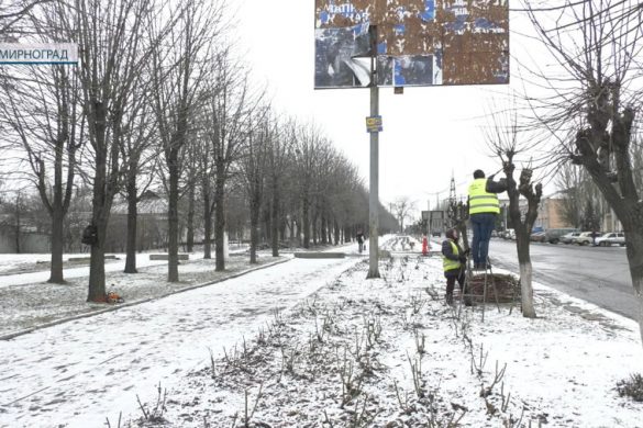 Мирноградські озеленювачі активно готуються до весни - обрізають хворе та засохле гілля