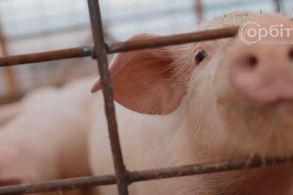 Свійських та диких свиней на Донеччині атакує африканська чума