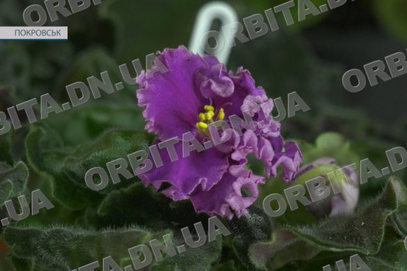 Рятують від стресу та радують очі. Про неймовірні фіалки і секрети догляду за ними