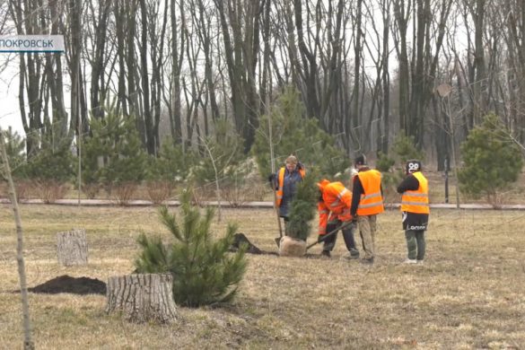 Нові хвойні рослини та будиночки для качок. У парку «Ювілейний» у розпалі весняні роботи
