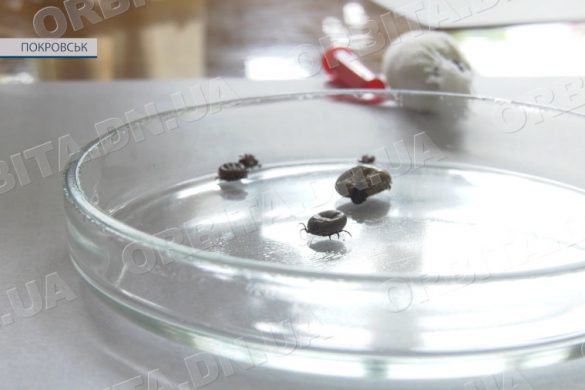 Сезон кліщів почався раніше. Як убезпечити себе від інфекцій