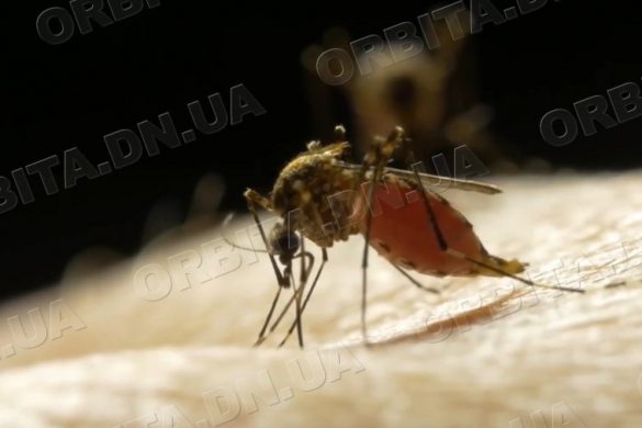 До Всесвітнього дня боротьби з малярією. У чому небезпека хвороби та як від неї вберегтись