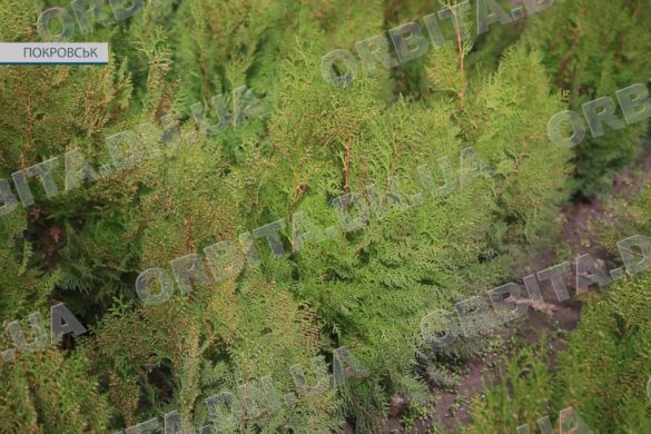 Працівники дільниці «Зелене господарство» виростили 200 саджанців туї