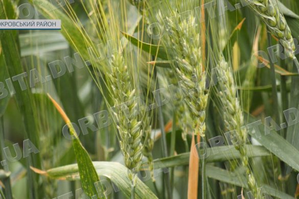 Спека, заморозки та посуха. Чи витримують посіви зернових погодні випробування